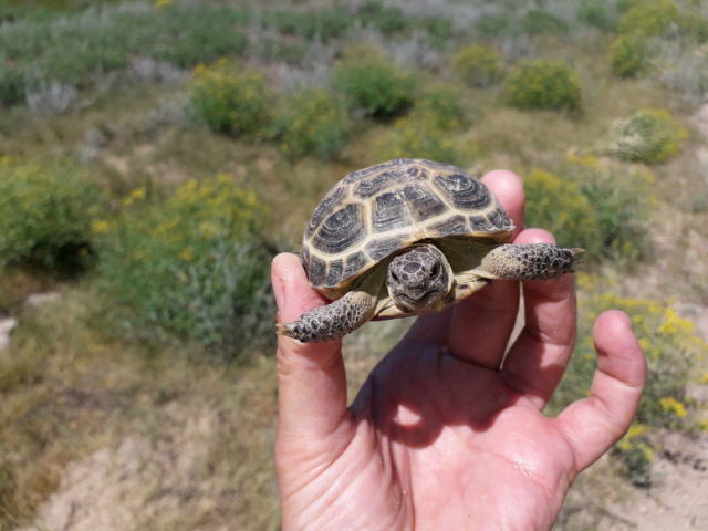 亀マニア絶賛ランキング BEST17 17位：ヨツユビリクガメ（ロシアリクガメ）