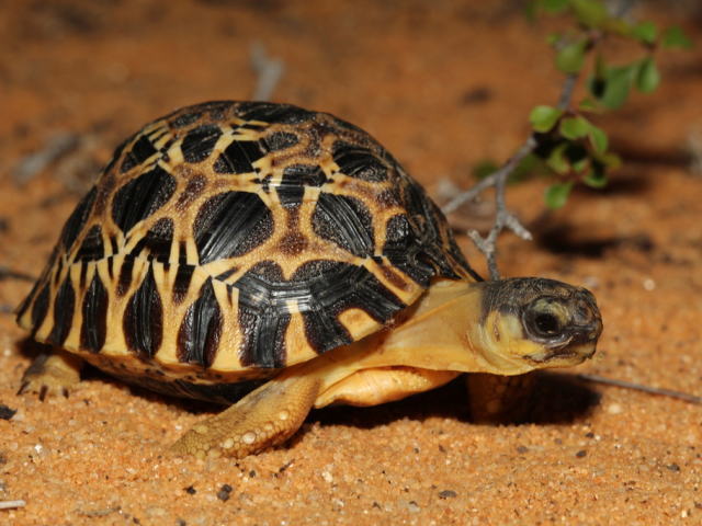 亀マニア絶賛ランキング BEST17 5位：ホウシャガメ