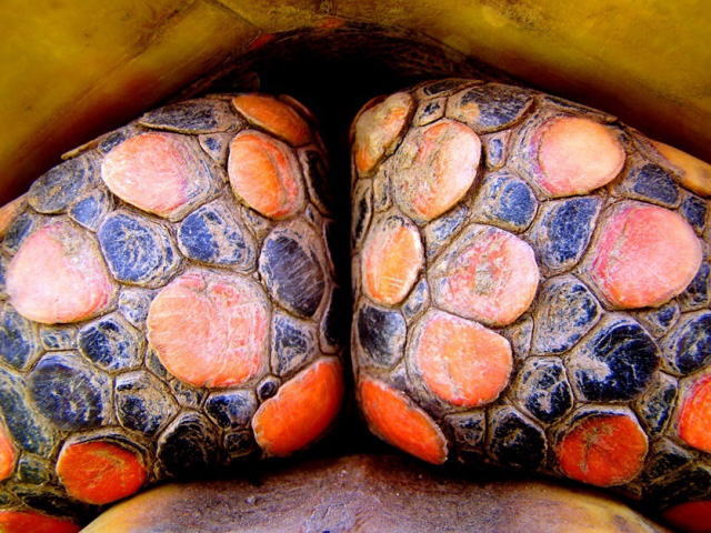 亀マニア絶賛ランキング BEST17 15位：アカアシガメ