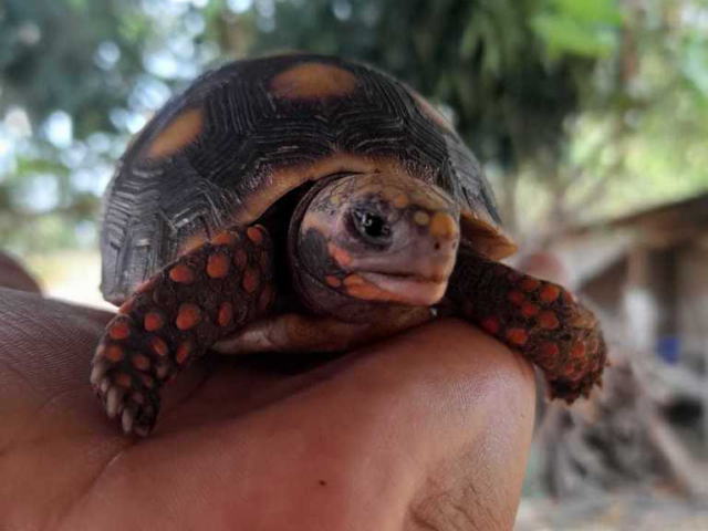 亀マニア絶賛ランキング BEST17 15位：アカアシガメ