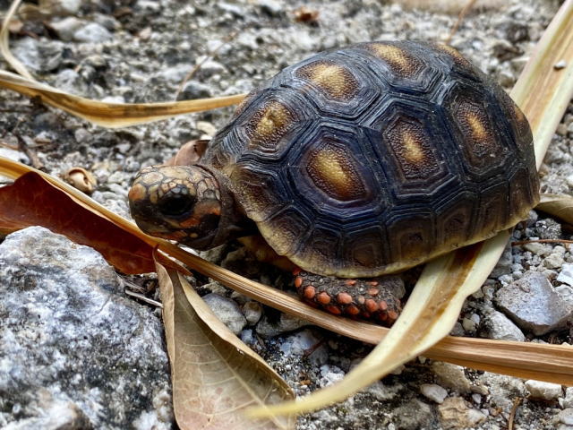 亀マニア絶賛ランキング BEST17 15位：アカアシガメ