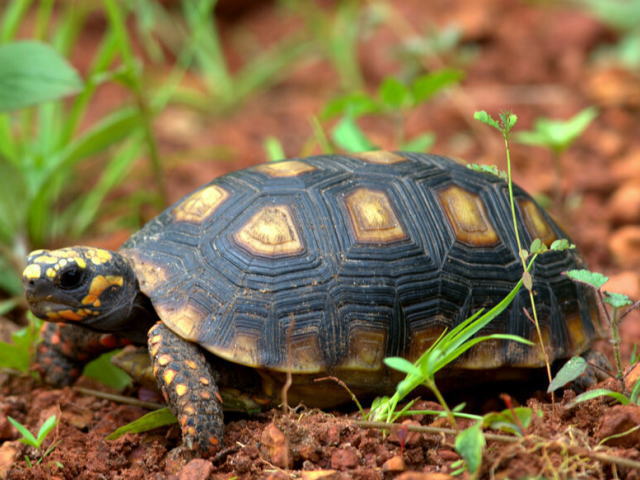 亀マニア絶賛ランキング BEST17 15位：アカアシガメ