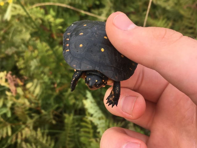 亀マニア絶賛ランキング BEST17 2位：キボシイシガメ