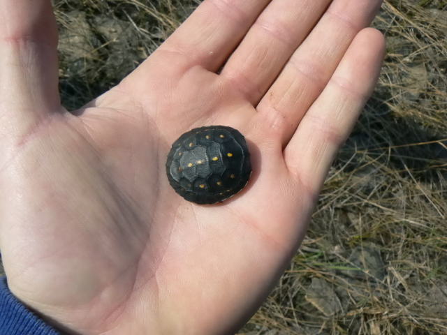 亀マニア絶賛ランキング BEST17 2位：キボシイシガメ