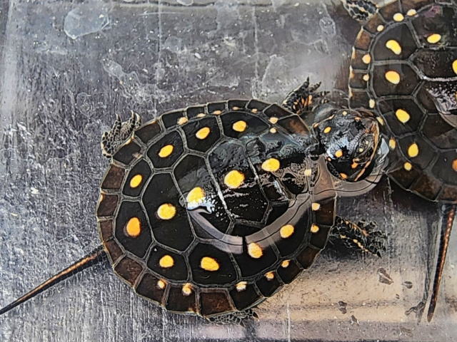 亀マニア絶賛ランキング BEST17 2位：キボシイシガメ