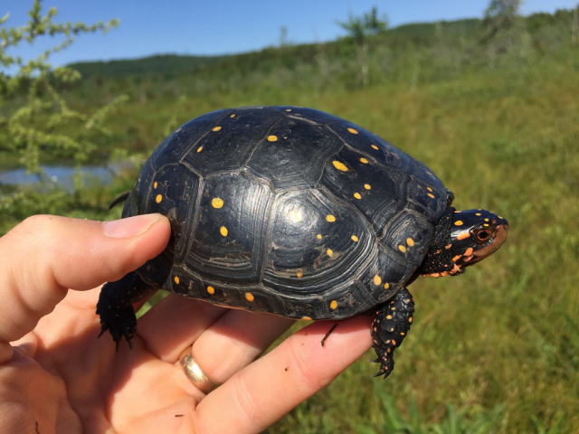 亀マニア絶賛ランキング BEST17 2位：キボシイシガメ