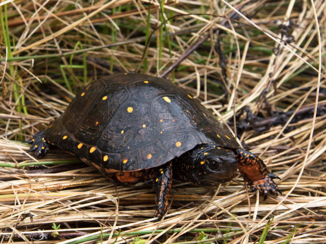 亀マニア絶賛ランキング BEST17 2位：キボシイシガメ