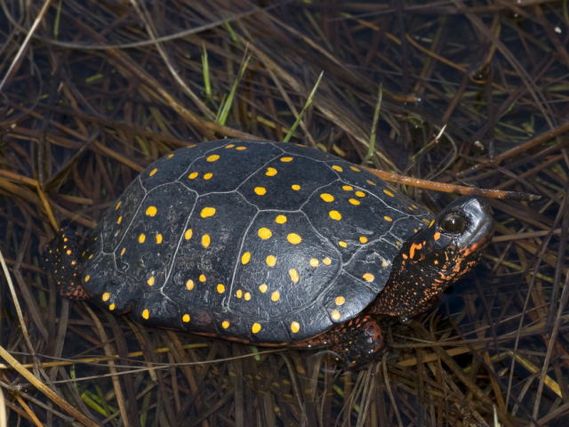 亀マニア絶賛ランキング BEST17 2位：キボシイシガメ