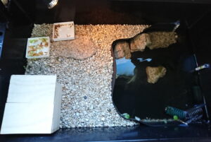 マレーハコガメの飼い方・飼育方法