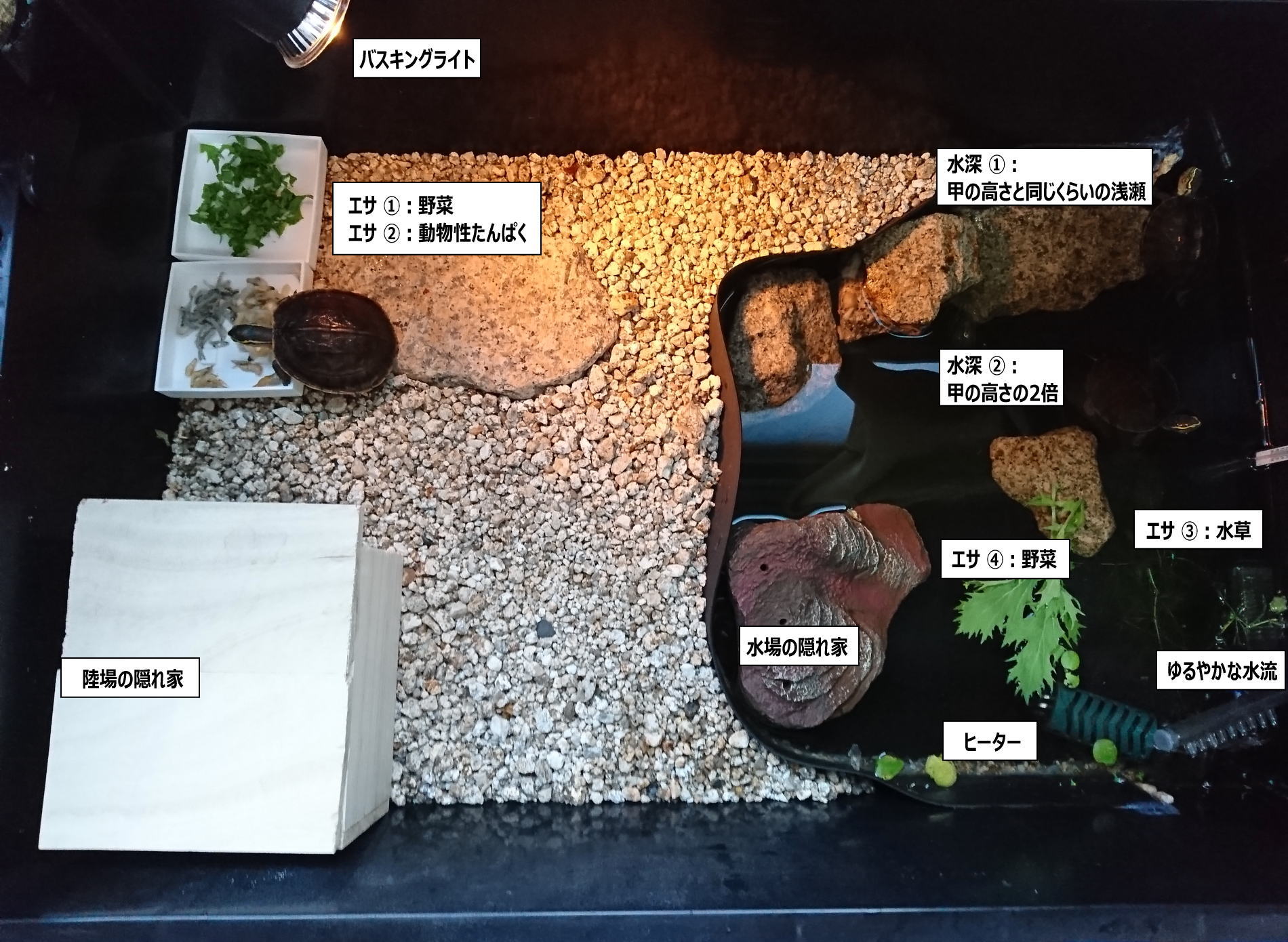 マレーハコガメのレイアウト