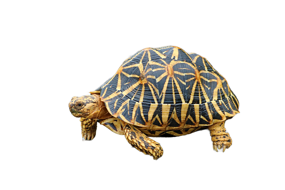 亀マニア絶賛ランキング BEST17 1位：インドホシガメ