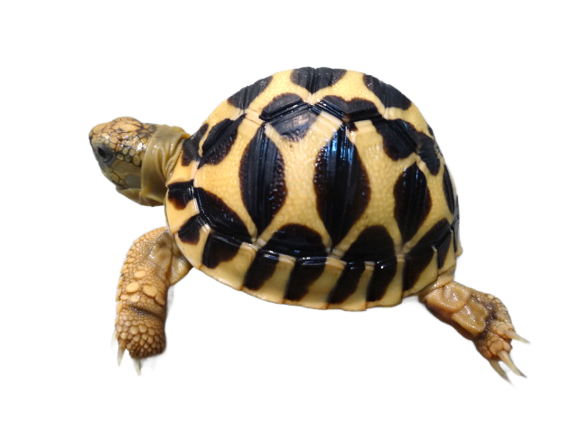 亀マニア絶賛ランキング BEST17 1位：インドホシガメ