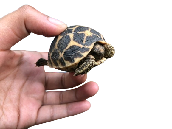 亀マニア絶賛ランキング BEST17 1位：インドホシガメ