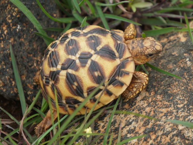 亀マニア絶賛ランキング BEST17 1位：インドホシガメ