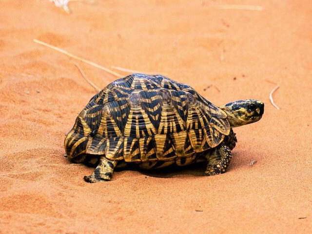 亀マニア絶賛ランキング BEST17 1位：インドホシガメ