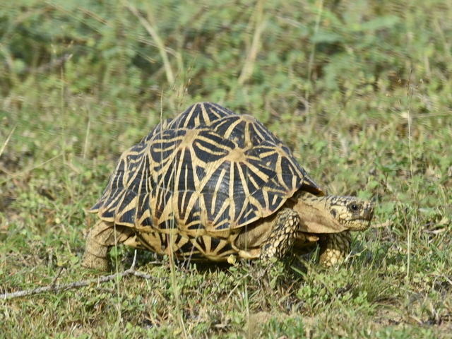 亀マニア絶賛ランキング BEST17 1位：インドホシガメ