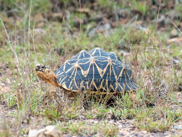 亀マニア絶賛ランキング BEST17 1位：インドホシガメ