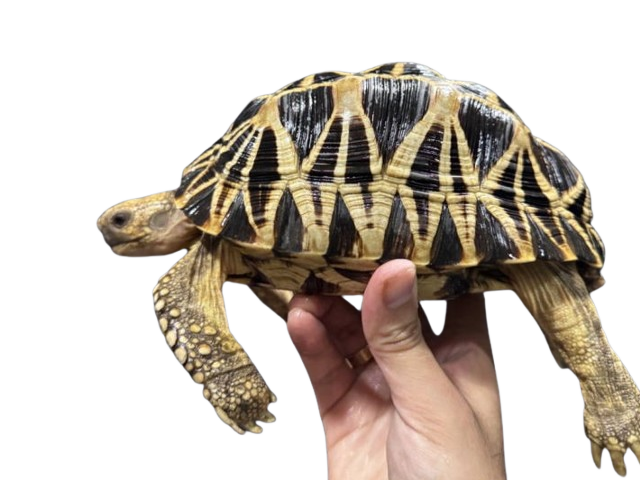 亀マニア絶賛ランキング BEST17 6位：ビルマホシガメ