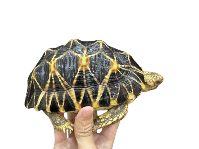 亀マニア絶賛ランキング BEST17 6位：ビルマホシガメ