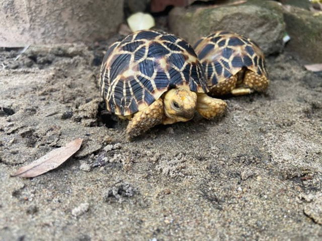 亀マニア絶賛ランキング BEST17 6位：ビルマホシガメ