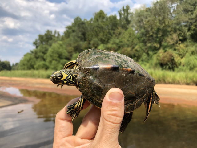 亀マニア絶賛ランキング BEST17 11位：バーバーチズガメ