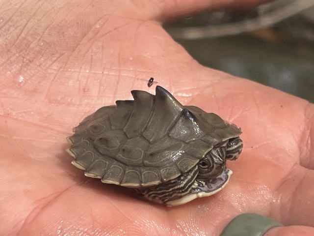 亀マニア絶賛ランキング BEST17 11位：バーバーチズガメ