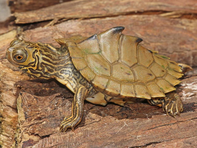 亀マニア絶賛ランキング BEST17 11位：バーバーチズガメ