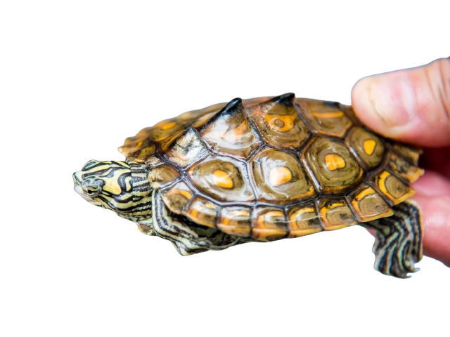 亀マニア絶賛ランキング BEST17 7位：キマダラチズガメ