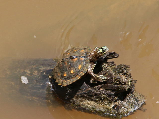 グ BEST17 7位：キマダラチズガメ