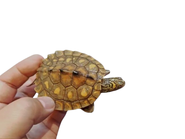 グ BEST17 7位：キマダラチズガメ