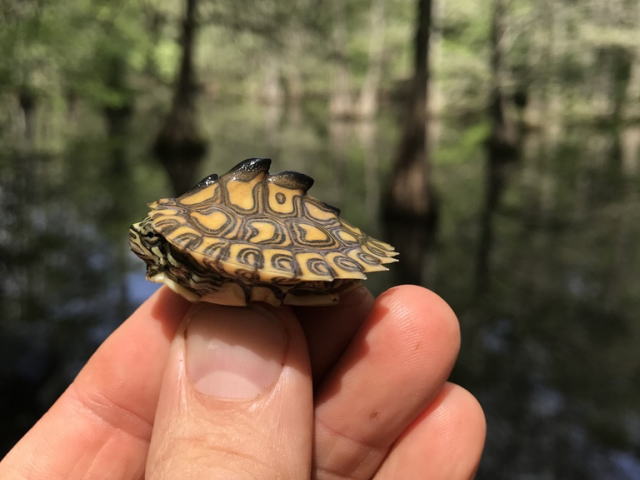 グ BEST17 7位：キマダラチズガメ