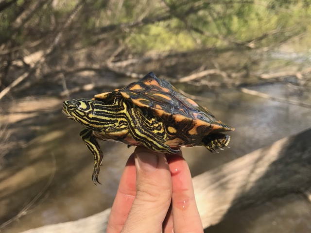 グ BEST17 7位：キマダラチズガメ