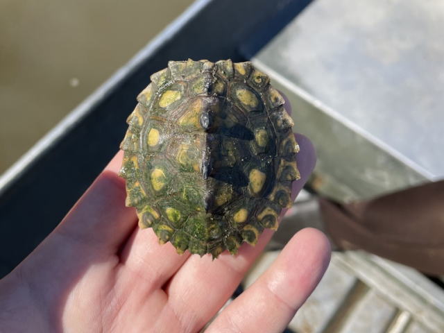 グ BEST17 7位：キマダラチズガメ