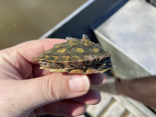 グ BEST17 7位：キマダラチズガメ