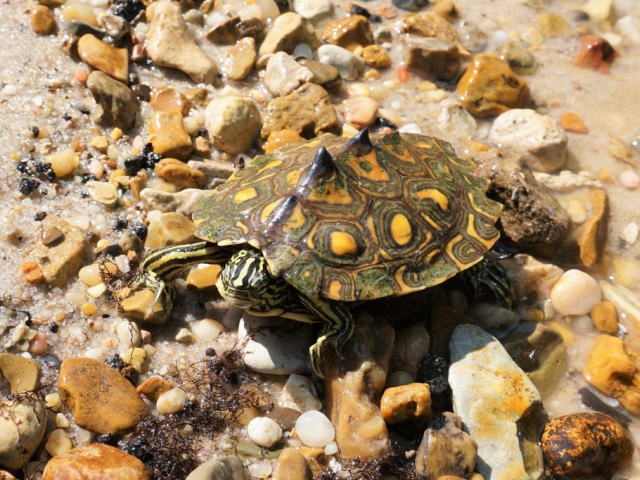 グ BEST17 7位：キマダラチズガメ