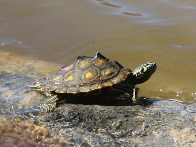 グ BEST17 7位：キマダラチズガメ