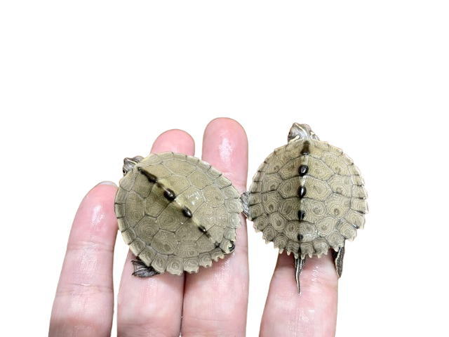 亀マニア絶賛ランキング BEST17 13位：ハイイロチズガメ（ミシシッピチズガメ）