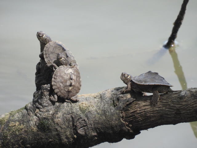 亀マニア絶賛ランキング BEST17 13位：ハイイロチズガメ（ミシシッピチズガメ）