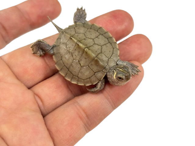 亀マニア絶賛ランキング BEST17 13位：ハイイロチズガメ（ミシシッピチズガメ）