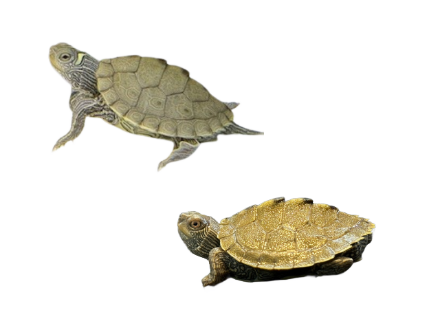 亀マニア絶賛ランキング BEST17 13位：ハイイロチズガメ（ミシシッピチズガメ）