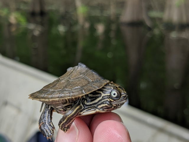 亀マニア絶賛ランキング BEST17 13位：ハイイロチズガメ（ミシシッピチズガメ）