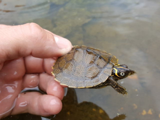 亀マニア絶賛ランキング BEST17 13位：ハイイロチズガメ（ミシシッピチズガメ）