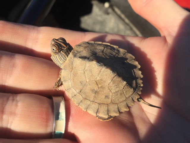 亀マニア絶賛ランキング BEST17 13位：ハイイロチズガメ（ミシシッピチズガメ）