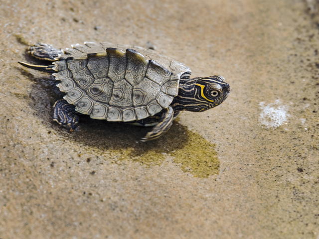 亀マニア絶賛ランキング BEST17 13位：ハイイロチズガメ（ミシシッピチズガメ）