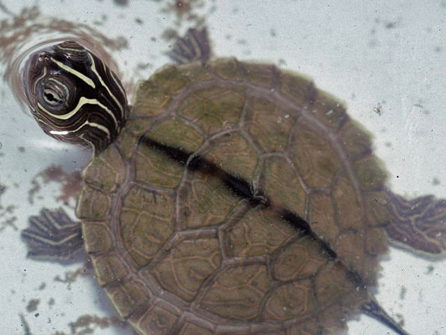 亀マニア絶賛ランキング BEST17 13位：ハイイロチズガメ（ミシシッピチズガメ）