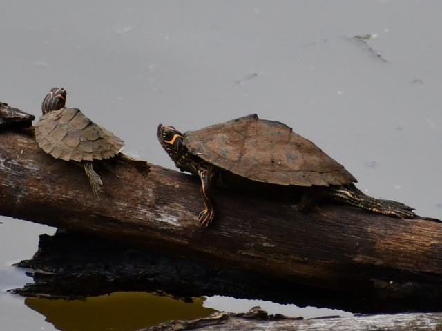 亀マニア絶賛ランキング BEST17 13位：ハイイロチズガメ（ミシシッピチズガメ）
