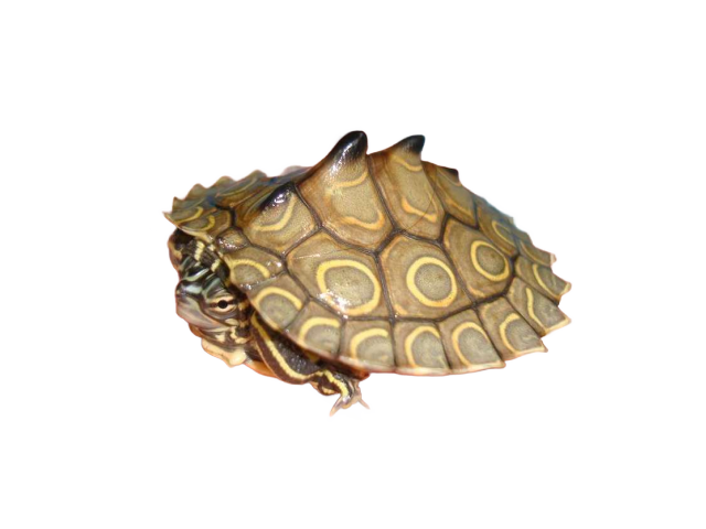 亀マニア絶賛ランキング BEST17 8位：ワモンチズガメ