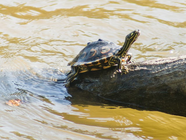 亀マニア絶賛ランキング BEST17 8位：ワモンチズガメ