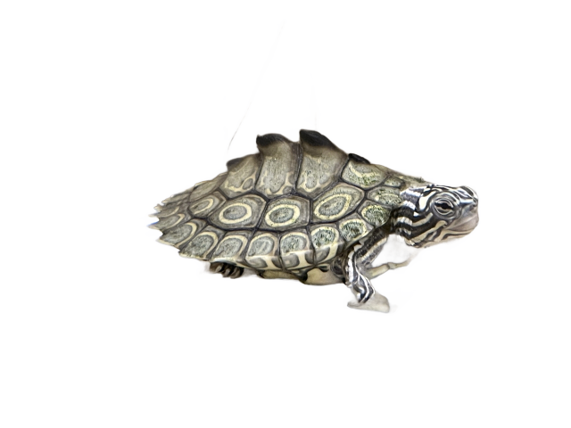 亀マニア絶賛ランキング BEST17 8位：ワモンチズガメ