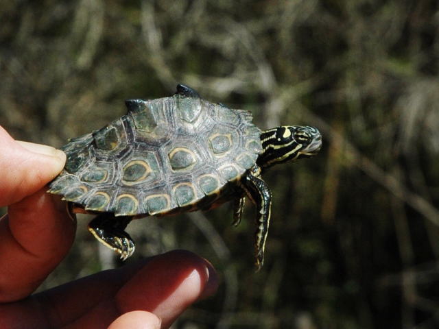 亀マニア絶賛ランキング BEST17 8位：ワモンチズガメ